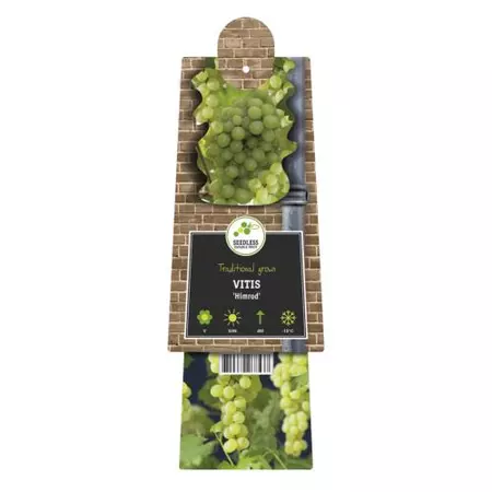 Klimplant Vitis Himrod - Witte Druiven - afbeelding 2