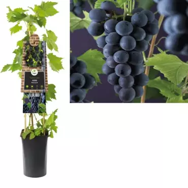 Klimplant Vitis Rembrandt - Blauwe Druiven