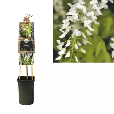 Klimplant Wisteria floribunda Alba - Witte Blauweregen