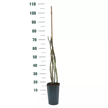 Roos marlis renaissance in pot