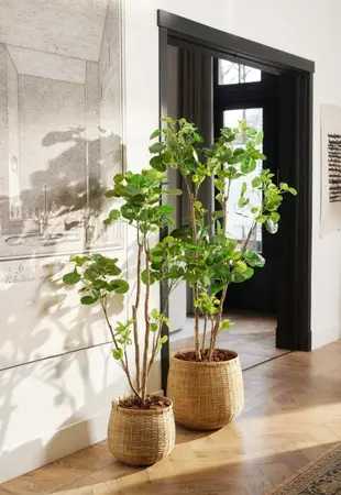 Kunstplant Polyscias