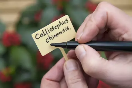 Moestuin Tuinstiften Watervast 2 stuks - afbeelding 2