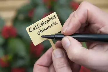 Moestuin Tuinstiften Watervast 2 stuks - afbeelding 2