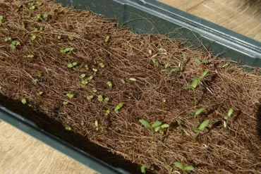 Nature Kokosmat voor Kweekkas - afbeelding 2