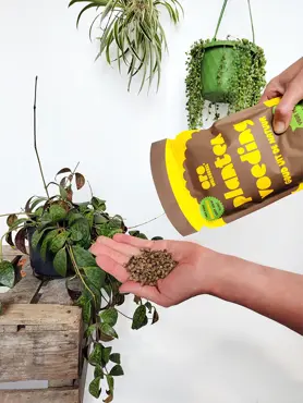 Oro Wolkorrel - 400 gram planten