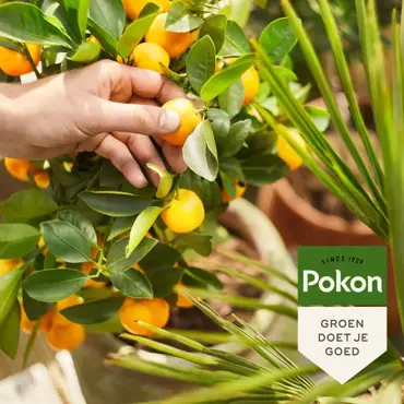 Pokon Mediterrane Planten Voeding 500ml - afbeelding 4