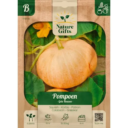 Pompoen gele reuzen 6st - afbeelding 1