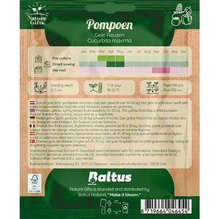 Pompoen gele reuzen 6st - afbeelding 2