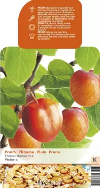 Pruimenboom Prunus domestica Victoria