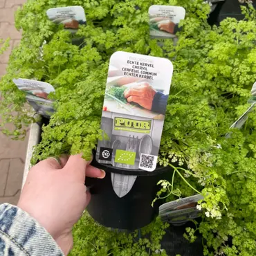 Puur kruiden Echte Kervel