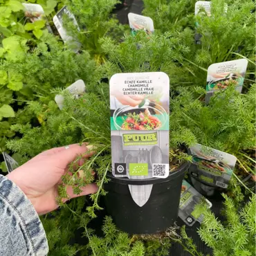 Puur kruiden Kamille