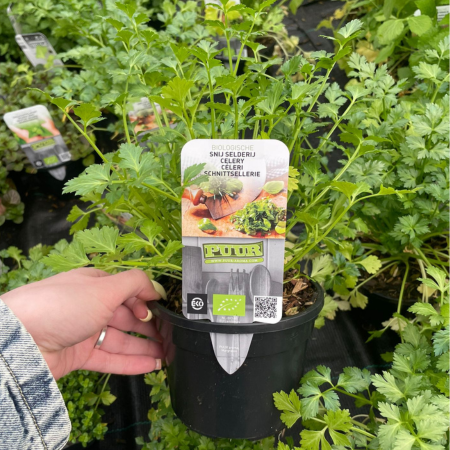 Puur kruiden Selderij