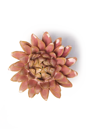 Rose Quartz Pink Strawflower