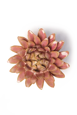 Rose Quartz Pink Strawflower