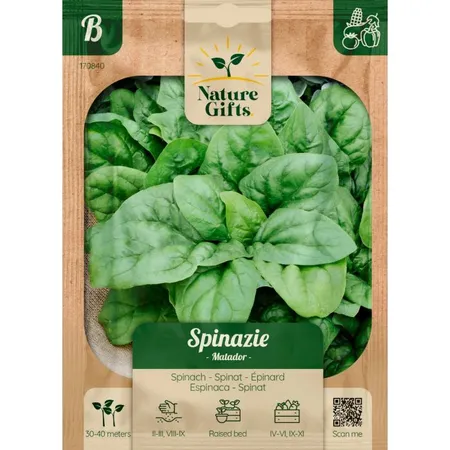 Spinazie matador per 35m - afbeelding 1