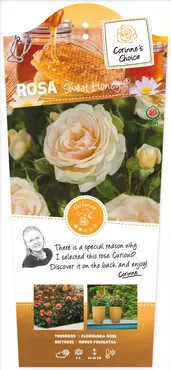 Struikroos Sweet Honey - Abrikooskleurige Roos