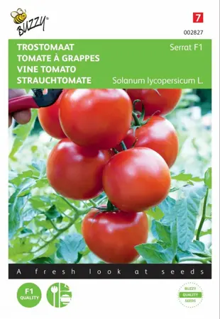 Trostomaat Serrat F1 - afbeelding 1