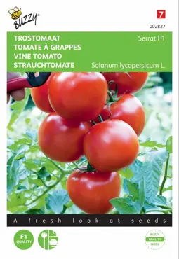 Trostomaat Serrat F1 - afbeelding 1