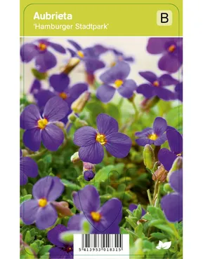 V.I.P.S. Agastache ''Black Adder'' – Anijsplant (P9)