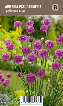 V.I.P.S. Armeria pseudarmeria ''Ballerina Lilac'' – Engels Gras (P9)