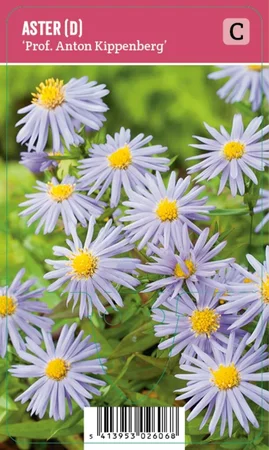 V.I.P.S. Aster dumosus ''Prof. Anton Kippenberg'' – Herfstaster (P9)