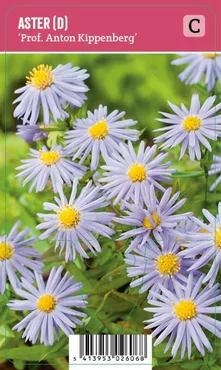 V.I.P.S. Aster dumosus ''Prof. Anton Kippenberg'' – Herfstaster (P9)