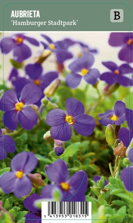 V.I.P.S. Aubrieta ''Hamburger Stadtpark'' – Aubrieta P9