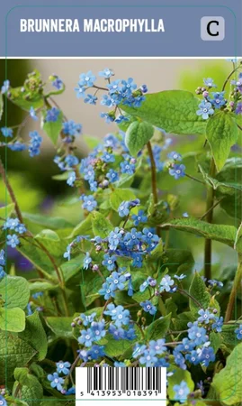 V.I.P.S. Brunnera macrophylla – Siberische vergeet-me-nietje (P9)