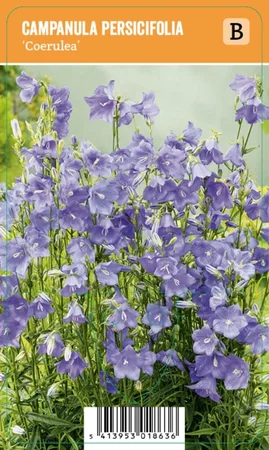 V.I.P.S. Campanula persicifolia ''Coerulea'' – Perzikbladklokje (P9)