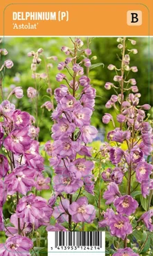 Delphinium ''Astolat'' is een winterharde plant die van juni tot augustus bloeit met roze bloemen en een hoogte van 120-150 cm bereikt.