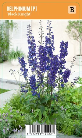 V.I.P.S. Delphinium (P) ''Black Knight'' – Ridderspoor (P9)