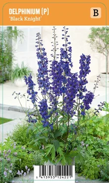 V.I.P.S. Delphinium (P) ''Black Knight'' – Ridderspoor (P9)