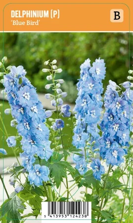V.I.P.S. Delphinium (P) ''Blue Bird'' – Ridderspoor (P9)