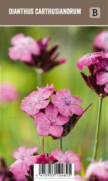 V.I.P.S. Dianthus carthusianorum – Karthuizer anjer P9