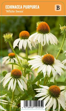 V.I.P.S. Echinacea purpurea ''White Swan'' – Zonnehoed (P9)