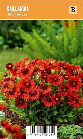 V.I.P.S. Gaillardia x grandiflora ''Burgunder'' – Primitief Gerbera (P9)