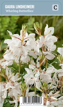 V.I.P.S. Gaura lindheimeri ''Elurra'' – Prachtkaars (P9)