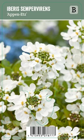 V.I.P.S. Iberis sempervirens ''Appen Etz'' – Winterharde muurbloem (P9)