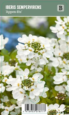 V.I.P.S. Iberis sempervirens ''Appen Etz'' – Winterharde muurbloem (P9)