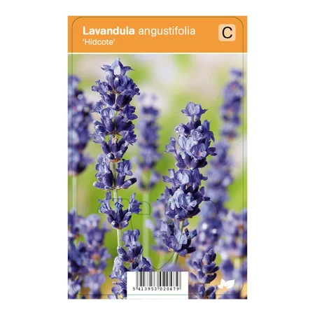 V.I.P.S. Lavandula angustifolia ''Hidcote'' – Lavendel (P9)