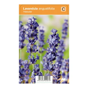 V.I.P.S. Lavandula angustifolia ''Hidcote'' – Lavendel (P9)