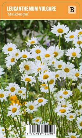 V.I.P.S. Leucanthemum vulgare ''Maikönigin'' – Margriet (P9)