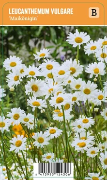 V.I.P.S. Leucanthemum vulgare ''Maikönigin'' – Margriet (P9)