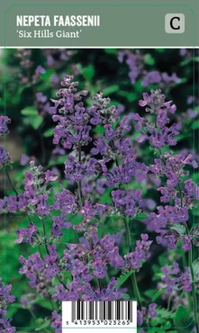 V.I.P.S. Nepeta faassenii ''Six Hills Giant'' – Kattenkruid (P9)