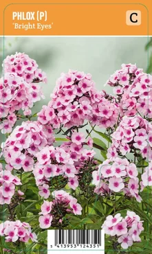 V.I.P.S. Phlox paniculata ''Bright Eyes'' – Flocke (P9)
