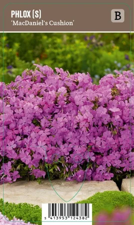V.I.P.S. Phlox paniculata ''MacDaniels Cushion'' – Phlox (P9)