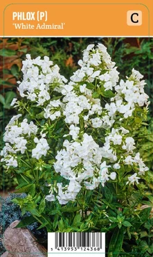 V.I.P.S. Phlox paniculata ''White Admiral'' – Flocke (P9)