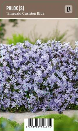 V.I.P.S. Phlox subulata ''Emerald Cushion Blue'' – Kruipphlox (P9)