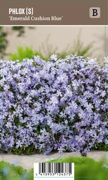 V.I.P.S. Phlox subulata ''Emerald Cushion Blue'' – Kruipphlox (P9)