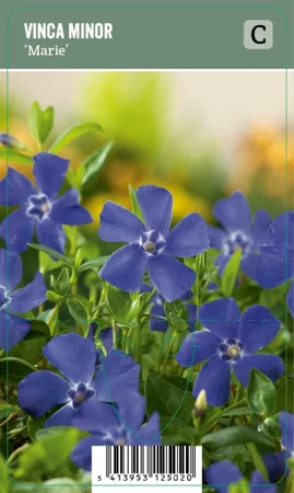 V.I.P.S. Vinca minor ''Marie'' – Kleine Maagdenpalm (P9)
